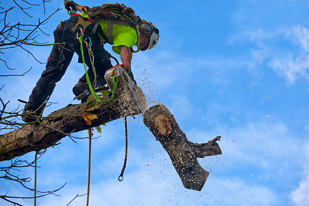 Best Residential Tree Removal  in USA